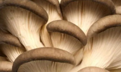 Naturélium - Le pleurote brun 1kg