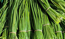 Nature et Saveurs - Ferme Aquaponique et Permacole Astérienne - Ciboulette fraîche – fine, parfumée, irrésistible