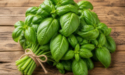 Nature et Saveurs - Ferme Aquaponique et Permacole Astérienne - Basilic Genovese – intensité aromatique et fraîcheur maîtrisée