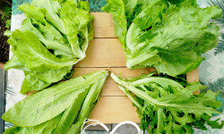 Nature et Saveurs - Ferme Aquaponique et Permacole Astérienne - Salades fraîches en duo