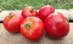 Les Champs Paradis - tomate ronde 1kg