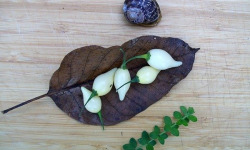 HERBA HUMANA - Piment frais Biquinho Blanc 17g