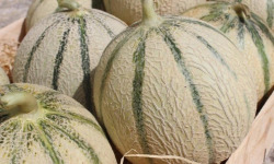 Domaine Reverchon - Melon du Vaucluse 5kg