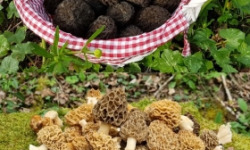 Champignons des Monts-Jura - Morilles (Noires et Blondes) Séchées Du Terroir Jurassien - pot de 50 g