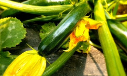 Les Champs Paradis - Courgette verte Bio - 1kg