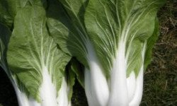 La Ferme de Goas Per - Chou chinois Pak Choï bio - 3 pièces