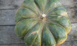 HERBA HUMANA - Musquée de Provence 5.5 - 7kg