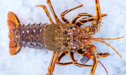 Poissonnerie La Piriacaise - Langouste Bretonne cuite 800/1.1