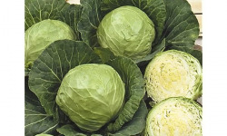 La Ferme de Goas Per - Chou blanc bio - 1 pièce