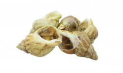 La Paysanne des Mers - Bulots cuits à l'ail et persil