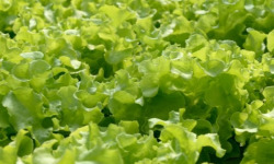 Les Jardins de Mondpa - feuille de chêne blonde