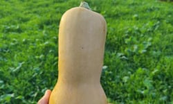 Le Maraîcheur - Butternut bio