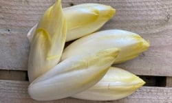 Les Jardins de Gérard - Endive Bio - 500 g