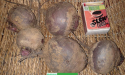 LES JARDINS DE KARINE - Betterave rouge et blanche - 1kg