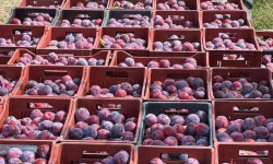 Vergers des brunots - Prune "Fortune" 10kg