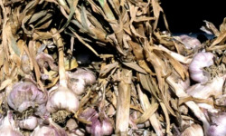 L'OLIVERAIE DU COUDON - AIL VIOLET  NOUVELLE SAISON 1KG