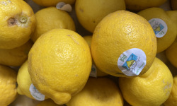 Des Poules et des Vignes à Bourgueil - Citrons