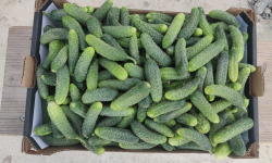 Ferme de la ville basse - Cornichons  Bio Mix très fin-extra fin
