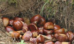 L'Art des Châtaignes - Châtaignes fraîches BIO, Variété Comballe (Catégorie 0/1) provenance Aizac (07) - 3kg