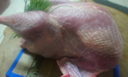 La Coussoyote - Dinde de Noël Rouge des Ardennes finie au lait - 4,5kg