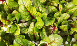 Nature et Saveurs - Ferme Aquaponique et Permacole Astérienne - Jeune blette rouge Charlotte – intensité végétale et finesse
