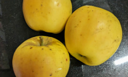 Ferme Joos - Pomme Opale - 1kg