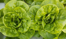 Nature et Saveurs - Ferme Aquaponique et Permacole Astérienne - Laitue Sucrine Jeune – croquant tendre et cœur doux