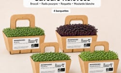 Ma Micropousse culinaire - Micro-pousses bio – Pack Saveurs Relevées – Brocoli, radis, roquette & moutarde – 4 barquettes