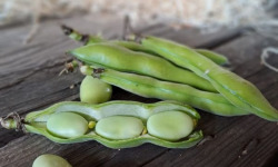 Les Jardins de Gérard - Fève Bio - 500 g