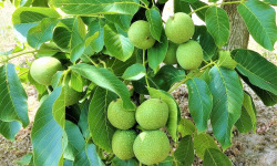 Les Vergers De Tailhac - Noix vertes de la Saint Jean (2kg)