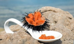 Saint Kerber - Cancale - Corail d'oursin en verrine 50g