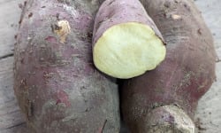 Langevine - PATATE DOUCE MURASAKI 1KG BIO