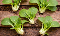 Nature et Saveurs - Ferme Aquaponique et Permacole Astérienne - Pak choï mini Goku - 5 pièces