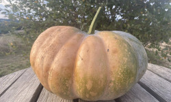 Ferme Sinsac - Courge musquée de provence entiere 10 kg