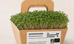 Ma Micropousse culinaire - Micro-pousses bio de moutarde blanche – 16 barquettes