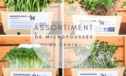 Ma Micropousse culinaire - Micro pousses bio Assortiment au choix 16 barquettes