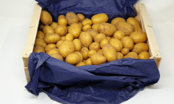 Langevine - Pommes de terre nouvelle "Sirtema" bio