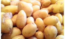 Aux Jardins des Colibris - 2kg de pommes de terre nouvelles