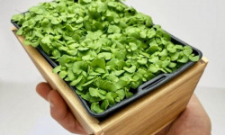 Horssol - Ferme urbaine - Micro-pousse de Basilic citron x4 barquettes