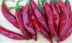 SCEA HERBA HUMANA - Piment frais Pasilla 400g