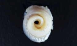 Poissonnerie Robert - Filet de Merlan 200g
