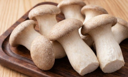 Cham B - Pleurotes du Panicaut (eryngii) Bio frais 2kg