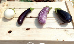 Nature et Saveurs - Ferme Aquaponique et Permacole Astérienne - Aubergines Adultes Aquaponiques en Mélange