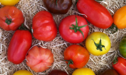 La Ferme de Goas Per - Tomate ancienne bio 500gr