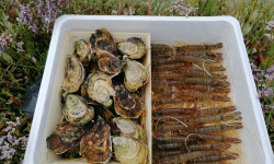 Gambas Impériales de France - Petit Panier de la Mer - Gambas et Huîtres