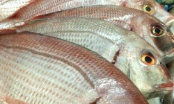 Brest Marée - Dorade Rose - 500g