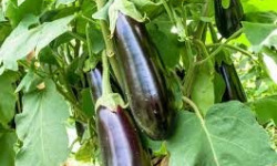 Les Champs Paradis - Aubergines pièce de 250 gr env.