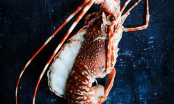 La Maison du Homard - Pack : 10 langoustes cuites coupées en deux (9 + 1 offerte)