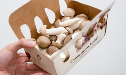 Les Myconautes - Pleurotes panicaut Bio - Barquette 250g