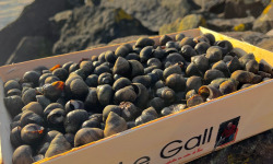 Jean Luc Le Gall Huîtres et Coquillages - Bigorneaux gros 1kg